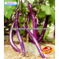 Long Purple Red Eggplant Seeds-Hang Zhou Eggplant Seeds No.4